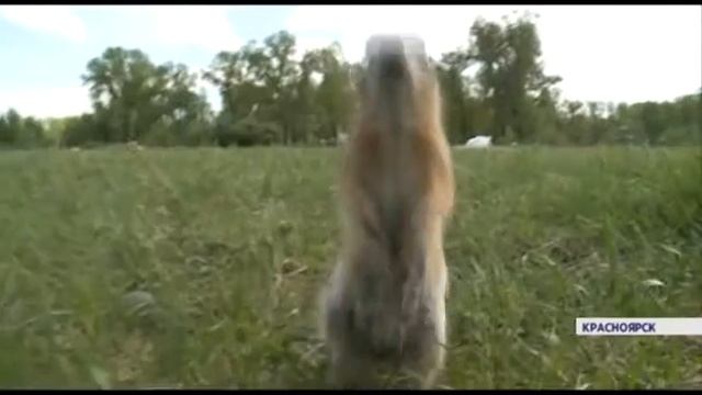 Небезопасное соседство: утки и суслики выходят на улицы Красноярска смотреть онлайн