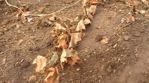 Обрезка винограда первый год (1 год). Как обрезать виноград.