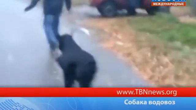 Собака водовоз