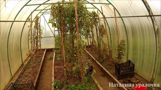 11.09.19.Убираю помидорную ботву из теплицы.Подготовка теплиц к зиме началась. смотреть онлайн