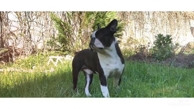 Бостонский терьер Кен с Волчьей земли 🦴 ему годик 🎊 смотреть онлайн