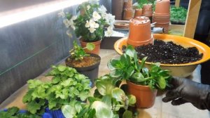 Почему не цветёт каланхоэ