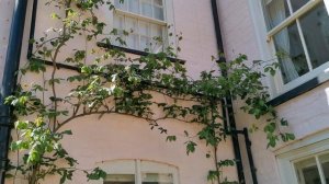 English Rose Garden Tour Madame Alfred Carriere