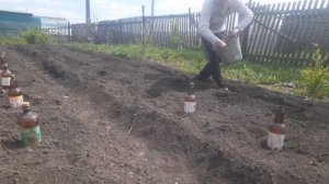 выращивание арбуза в сибири !!без рассады#выращивание арбуза