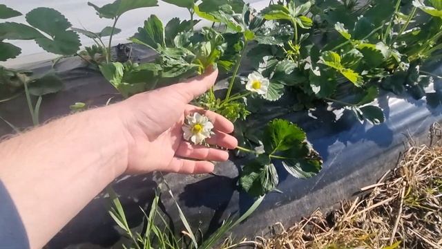 Цветение клубники Альба, Роксана, Азия смотреть онлайн