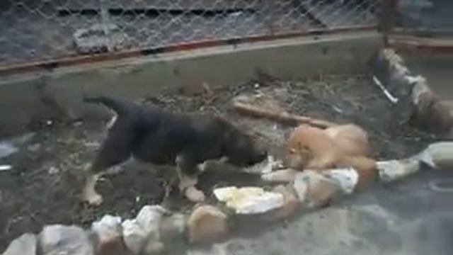 Щенки среднеАзиатской овчарки - 3 мес. смотреть онлайн