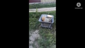 садовая тачка из гироскутера. домашний помощник.