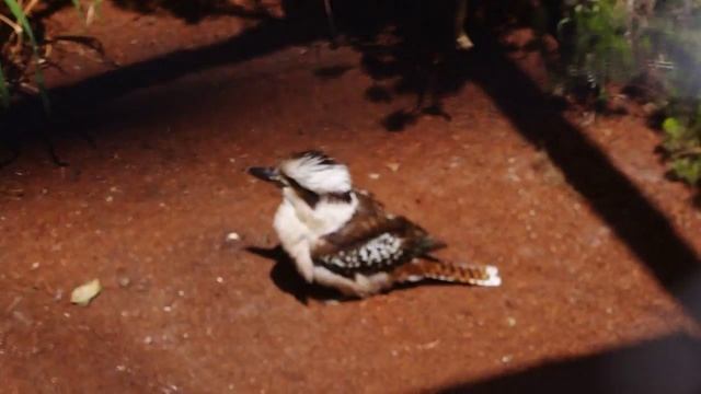 Кукабарра притворяется мертвой смотреть онлайн