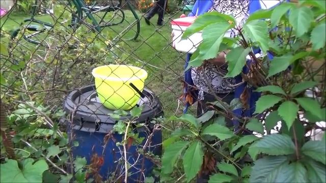 Дача.Тонины "чудеса, да и только". Астильбоидес. Мастерю - декорирую шкафчик для посуды. смотреть онлайн