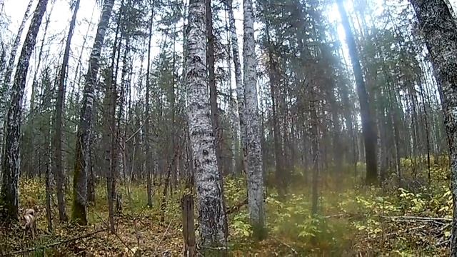 Делаю кулемки на соболя(куницу)Касая загнала первого соболя Подготовка к промыслу смотреть онлайн