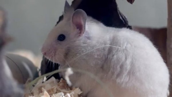 Как и от чего умирают хомяки