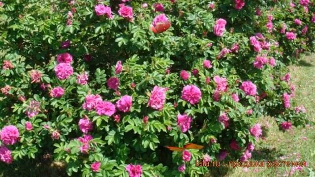 Роза морщинистая (rosa rugosa) ? морщинистая роза обзор: как сажать, саженцы розы смотреть онлайн