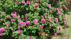 Роза морщинистая (rosa rugosa) ? морщинистая роза обзор: как сажать, саженцы розы