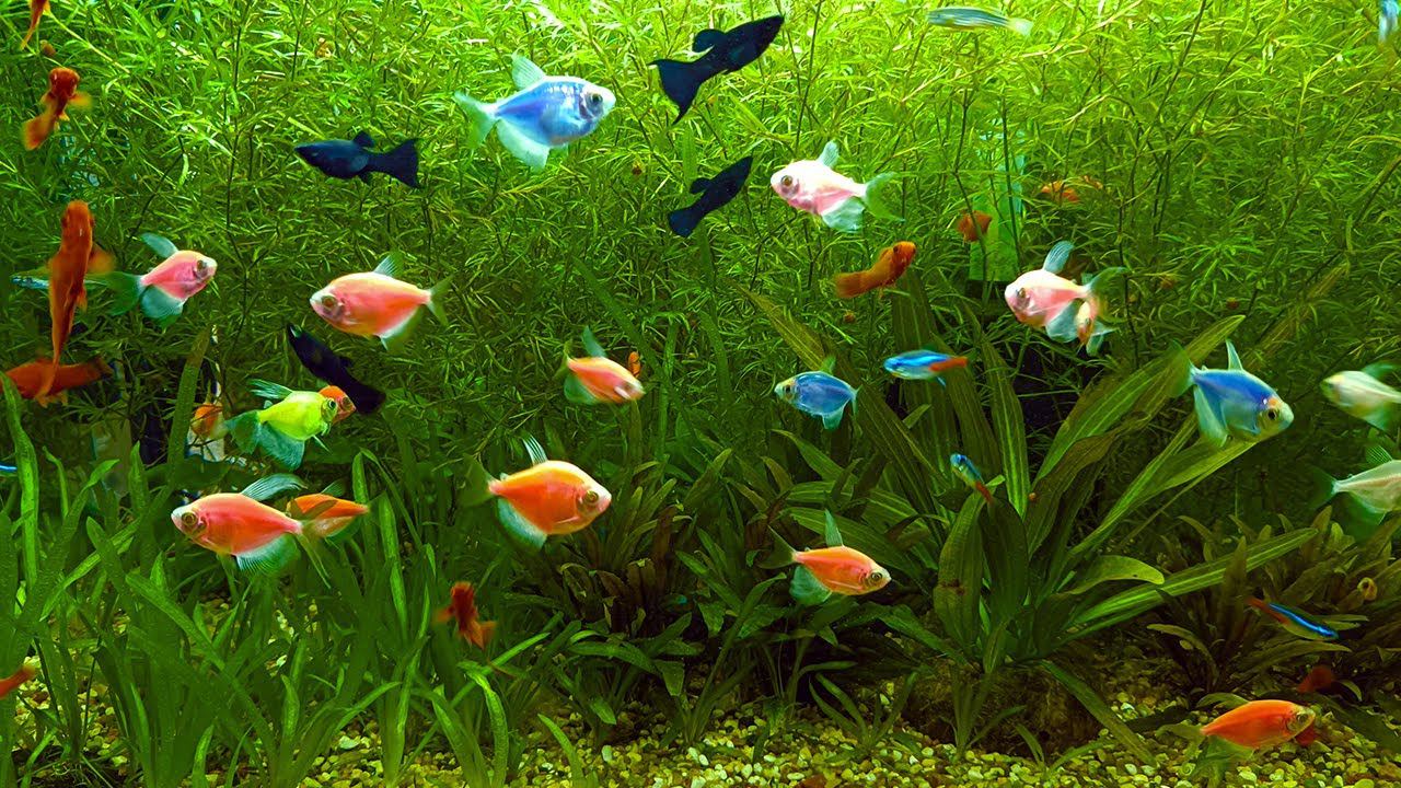 МОИ АКВАРИУМЫ ПОСЛЕ ДВУХ ДНЕЙ ТЬМЫ! [Обзор аквариумов на рыборазводне] смотреть онлайн