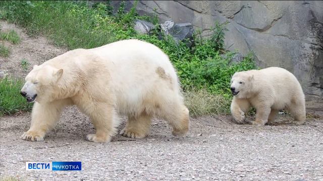 Медведи выходят к людям смотреть онлайн