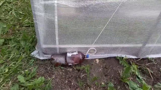 Покрыли теплицу армированной плёнкой, лайфхаки крепежа ? 16.06.22 смотреть онлайн