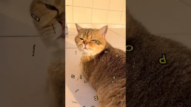 Почему кошкам нельзя есть уличную траву??❌ смотреть онлайн