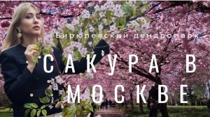 САКУРА В МОСКВЕ | БИРЮЛЕВСКИЙ ДЕНДРОПАРК | ОБЗОР