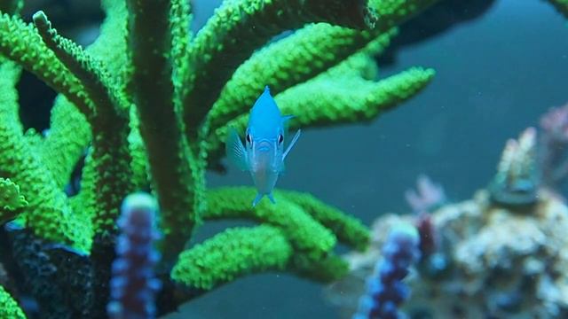 Хромисы / Chromis viridis Slow Mo смотреть онлайн