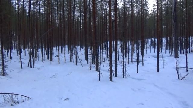 ТРИ ДНЯ В ТАЙГЕ / Проверка капканов на куницу / Рыбалка / Налимы / Изба / Рябчики смотреть онлайн