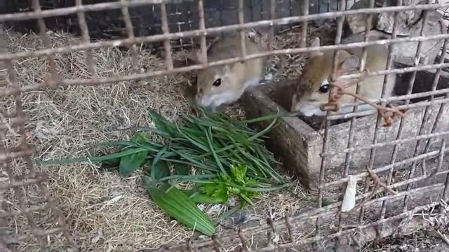 Малый тушканчик , ճագարամուկ