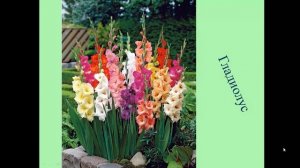 Что растёт на клумбе? 1 класс, Окружающий мир