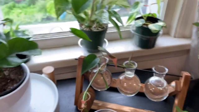 The HIGHLY (once)-Requested Houseplant Tour смотреть онлайн