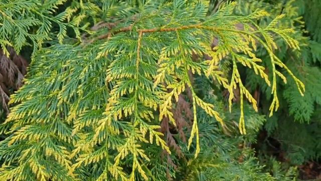 Thuja plicata 'Zebrina' zerav obrovský смотреть онлайн