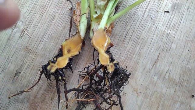 Корневая гниль клубники! смотреть онлайн