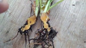 Корневая гниль клубники!