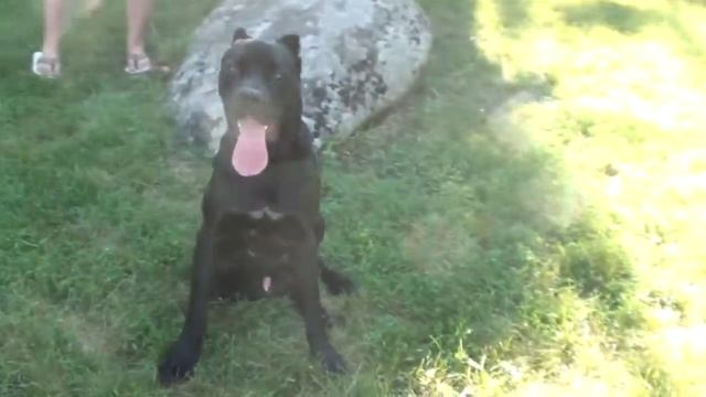 All Weather Extra Strong Nylon Cane Corso Dog Harness смотреть онлайн