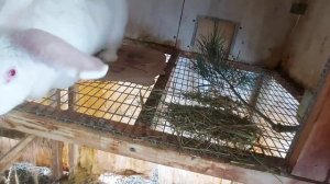 Кролики и ожирение. Что я делаю с крольчихами когда у них перерыв в окролах.