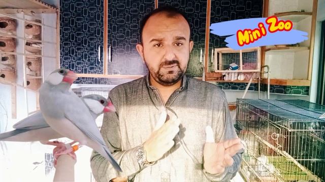 Java Sparrow Breeding Results Silver Java with White Java | Cross Breeding Mutation| Mini Zoo смотреть онлайн