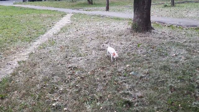 чихуахуа Роджер 4 месяца смотреть онлайн