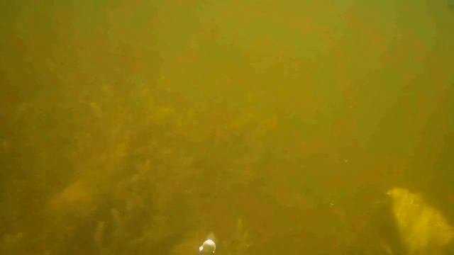 ТАКТИКА ОХОТЫ НА ТОЛСТОЛОБИКА... смотреть онлайн