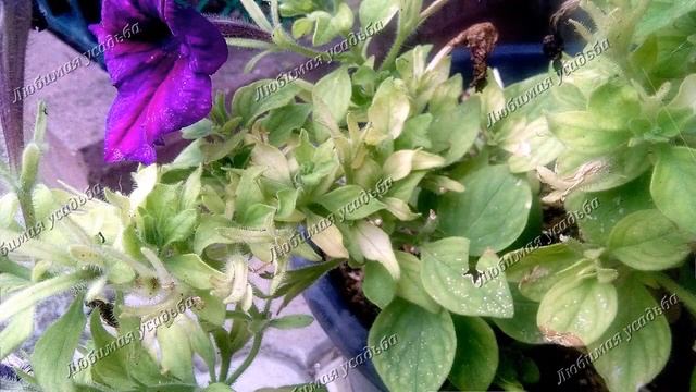 Железный хлороз на растениях Быстро узнаете Легко вылечите смотреть онлайн