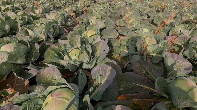 Капуста без внесения удобрений. Cabbage without fertilization. смотреть онлайн