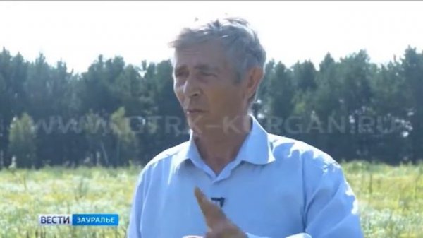 арбузы с.Казак-Кочердык  2017г. (Курганская область)