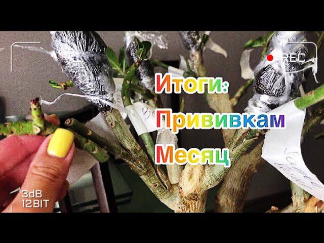 Адениум. Месяц после прививания. Мультипрививка адениума. смотреть онлайн