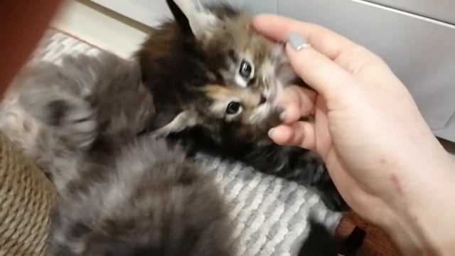 Котята мейн кун 1 месяц смотреть онлайн