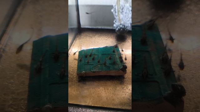 Разведение сомиков смотреть онлайн