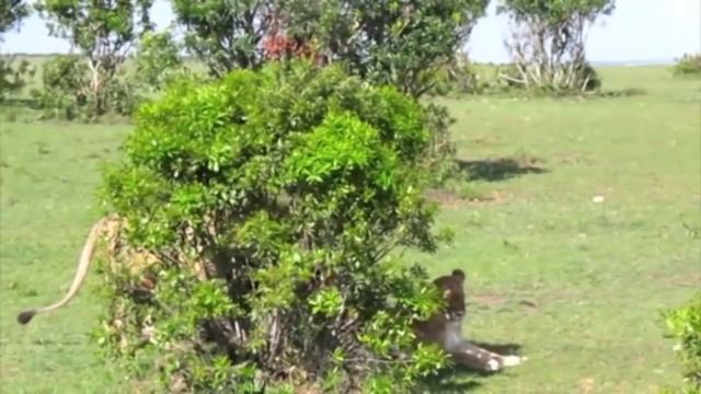 Tiger and Lions Mating Breeding смотреть онлайн