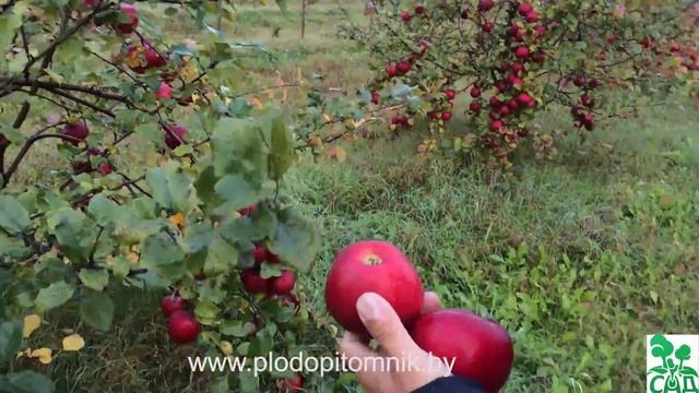 ? Яблоня сорт ЗАСЛАВСКОЕ ? смотреть онлайн