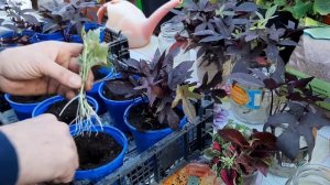 Как укоренить черенки в воде корни на 5 день Колеус и Батат как размножить цветы в воде???