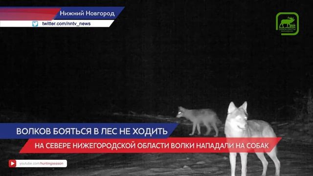 20 домашних питомцев пострадало от волков в северных районах Нижегородской области за месяц смотреть онлайн
