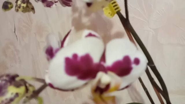 Орхидея Phal.Polka Dots смотреть онлайн