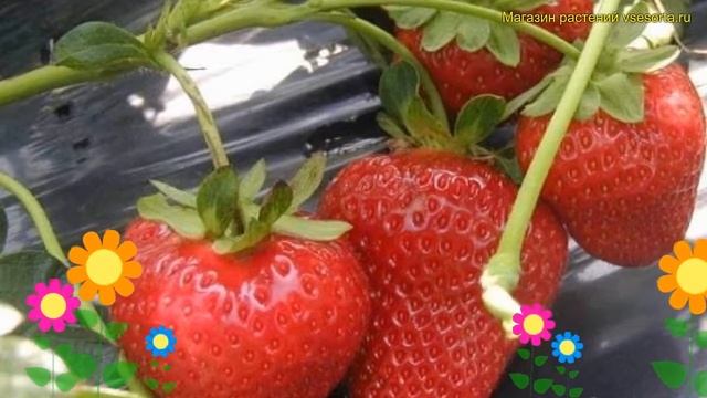 Земляника садовая Портола. Краткий обзор, описание характеристик fragaria ananassa Портола смотреть онлайн