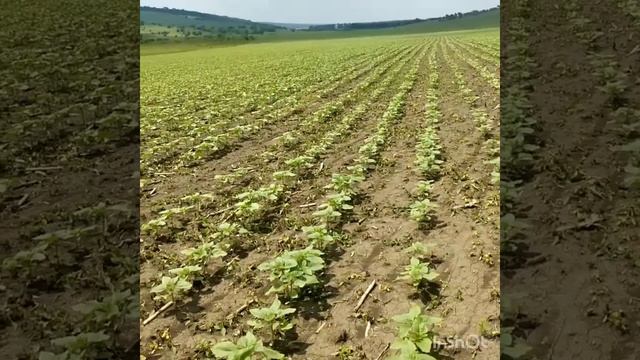 Порівняння двох гібридів подсолнуха Піонер і Еліта-селект. 31.05.2019. смотреть онлайн