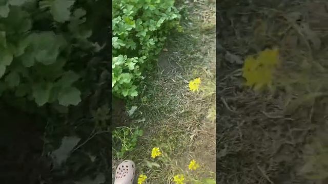 Клубника сорт Черри Берри,зацвела в октябре ???#клубника #shots смотреть онлайн