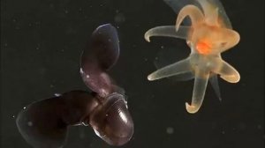 МОРСКОЙ АНГЕЛ - Истребитель морских чертей